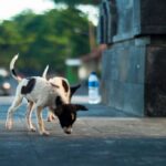 Bali Launches A Plan To Combat Rabies Outbreak And Protect Tourists