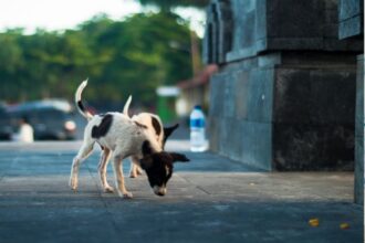 Bali Launches A Plan To Combat Rabies Outbreak And Protect Tourists