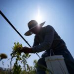 Climate change is taking its toll on farm workers