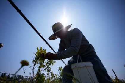 Climate change is taking its toll on farm workers
