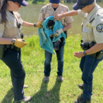 Colorado Parks and Wildlife rescues injured bald eagle on July 4