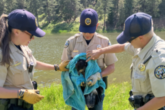 Colorado Parks and Wildlife rescues injured bald eagle on July 4