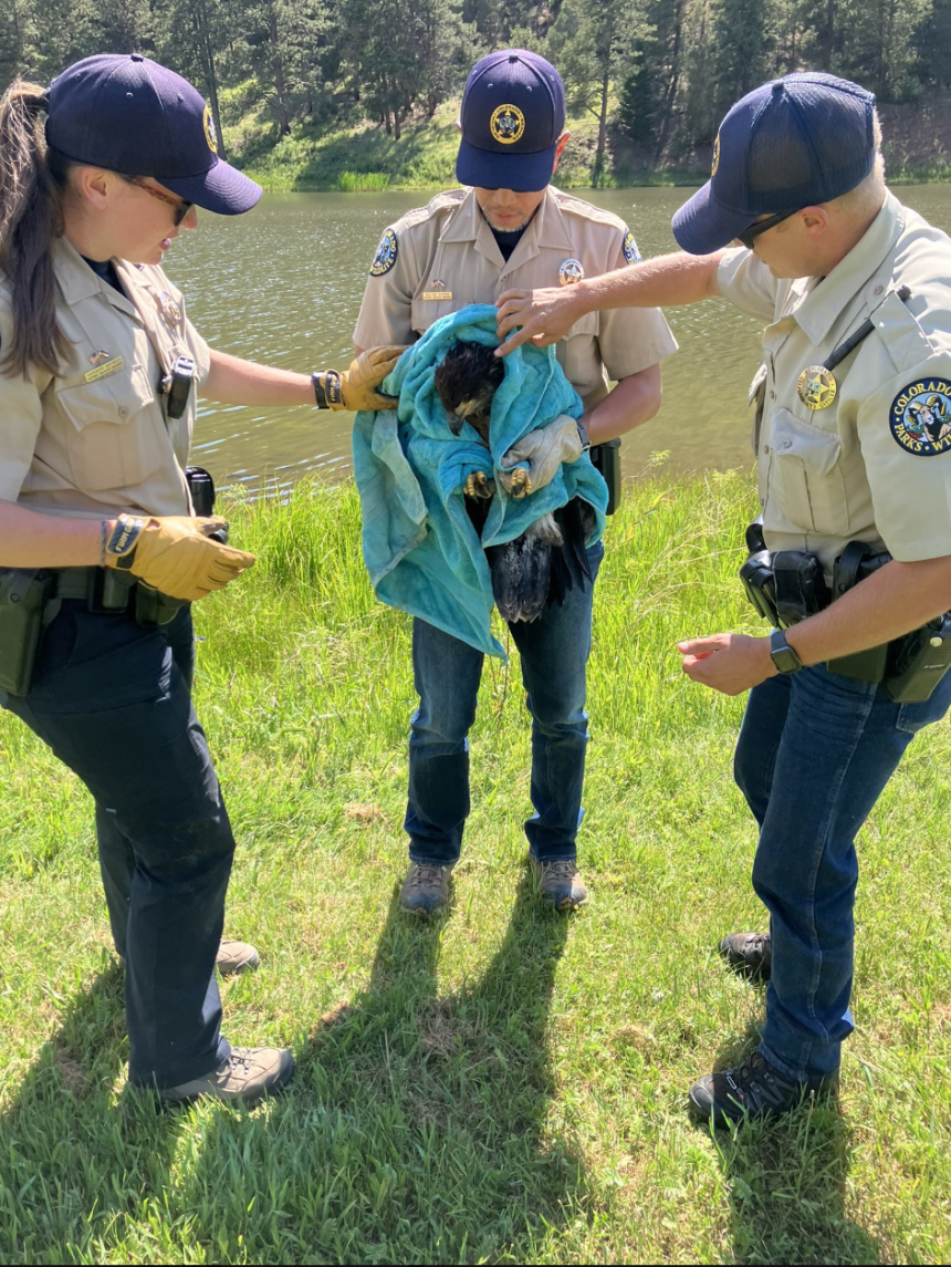 Colorado Parks and Wildlife rescues injured bald eagle on July 4