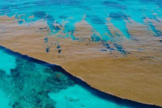 Florida's Researchers Confirm That Sargassum Seaweed Belt Has Shrunk By 75%