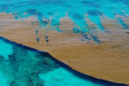Florida's Researchers Confirm That Sargassum Seaweed Belt Has Shrunk By 75%