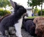 Florida suburb facing domestic rabbit invasion