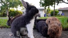 Florida suburb facing domestic rabbit invasion