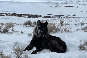 Idaho says no to providing wolves