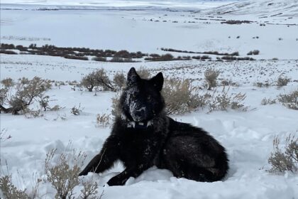 Idaho says no to providing wolves