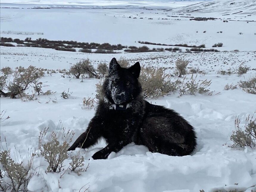 Idaho says no to providing wolves