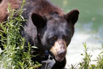 Maine woman saves dog by punching bear