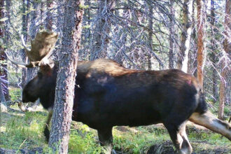 Steven Samuelson, 33, of Oakley, Kan., guilty of poaching in Colorado