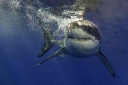 What Shark Week can teach investors about recency bias