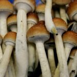 What psychedelics are, how they work and why you should know
