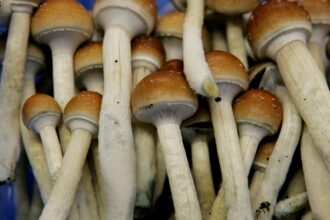 What psychedelics are, how they work and why you should know