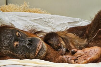Denver Zoo Sumatran orangutan births first baby
