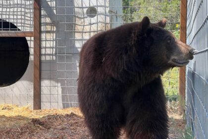 'Hank The Tank' Bear Moved To Sanctuary After 21 Break-Ins