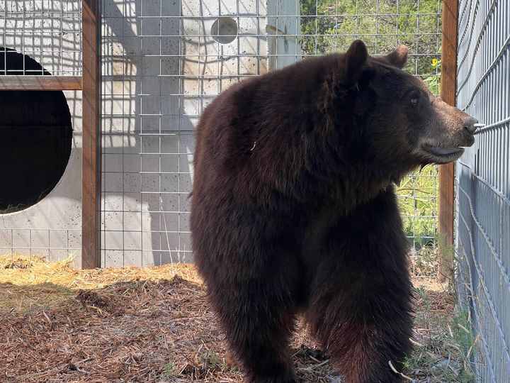 'Hank The Tank' Bear Moved To Sanctuary After 21 Break-Ins