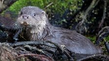 Otters Use 'Turtle Tunnel' To Cross Safely Under Road