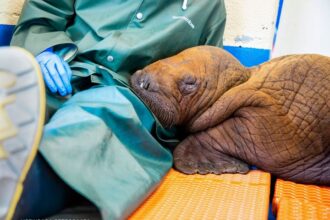 Rescued Baby Walrus Prescribed 'Round The Clock Cuddling'