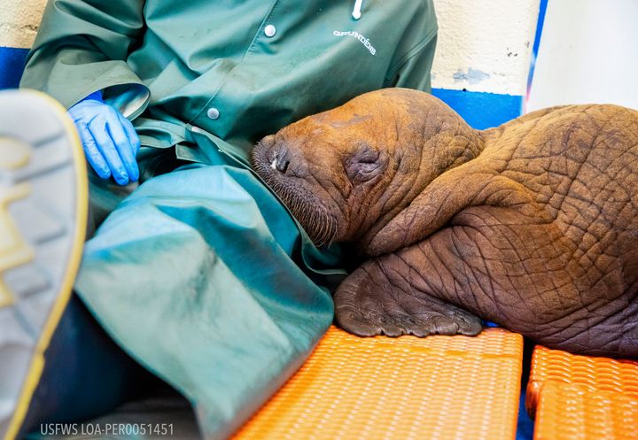 Rescued Baby Walrus Prescribed 'Round The Clock Cuddling'