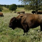 Congress Considers Tribal Buffalo Restoration Support