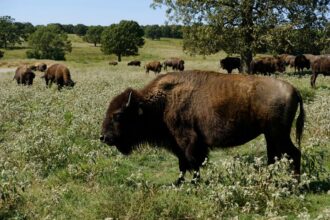 Congress Considers Tribal Buffalo Restoration Support