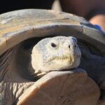 Dozens Gather To Watch Endangered Tortoise Release
