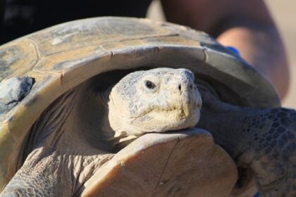 Dozens Gather To Watch Endangered Tortoise Release