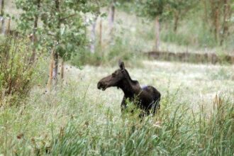 Moose at large after attacking woman, dog near Ward