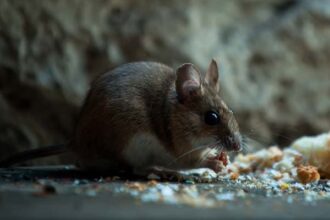 Parents, Aunt Arrested After 6-Month-Old Baby In US Nearly Dies From More Than 50 Rat Bites