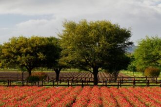 Top 10 Unique Small Towns To Visit In The Southern U.S. This Fall