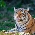 Denver Zoo welcomes new Amur tiger, Viktor