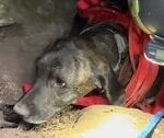 Dog Rescued After Getting Stuck For 3 Days In Bear Cave