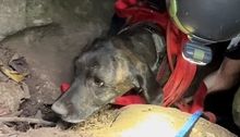 Dog Rescued After Getting Stuck For 3 Days In Bear Cave