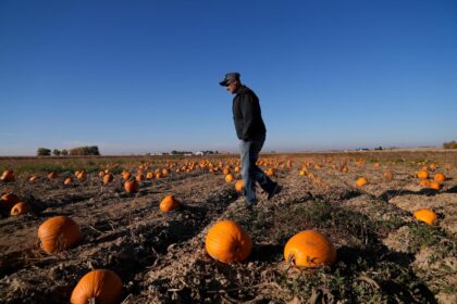 How extreme weather in the U.S. may have affected the pumpkins you picked this year for Halloween – The Denver Post