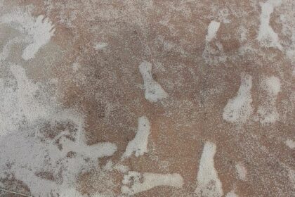 New Mexico Footprints Oldest Sign Of Humans In Americas, Evidence Suggests