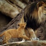 Tobias, leader of Denver Zoo's African lion pride, euthanized after inection