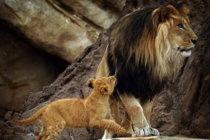 Tobias, leader of Denver Zoo's African lion pride, euthanized after inection