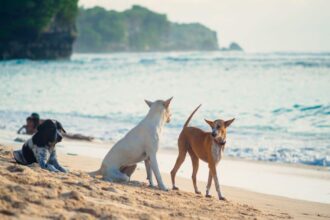 Bali's Anti-Rabies Vaccine Shortage Raises Concerns Among Tourists And Locals