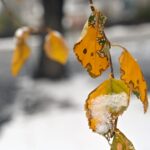 Colorado snow totals for November 25, 2023 – The Denver Post