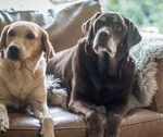 Dogs Getting Sick From A Mystery Illness In Several States