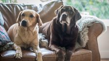 Dogs Getting Sick From A Mystery Illness In Several States
