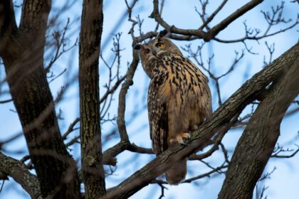 NYC's Escaped Zoo Owl May Be On A Futile Search For Love