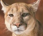 ‘Cougar’ Spotted In Oregon That Kicked Off City-Wide Warning Was Actually A House Cat