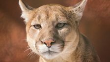 ‘Cougar’ Spotted In Oregon That Kicked Off City-Wide Warning Was Actually A House Cat