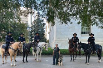 3 horses in Denver sheriff's mounted patrol died of colic in 2023