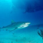 Boston Tourist Killed By Shark While Paddleboarding In Bahamas