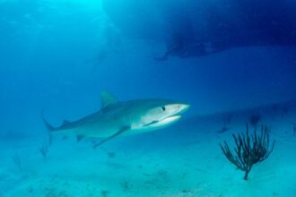 Boston Tourist Killed By Shark While Paddleboarding In Bahamas