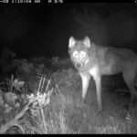 Colorado wolf reintroduction lawsuit will not stop animals' arrival